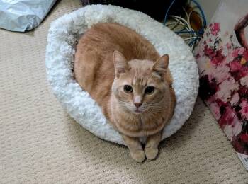Winston -  Tabby Cat for Adoption in Winnipeg, Manitoba - Winston | PetCurious
