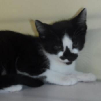 Val - Sweet Little Gal -  Tuxedo Cat for Adoption in Hoquiam, Washington - Val - Sweet Little Gal | PetCurious