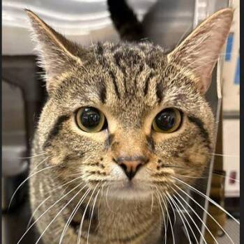 Domestic Short Hair Cats Available for Adoption - Ted | PetCurious