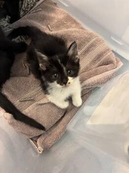 SPIDER GWEN -  Domestic Short Hair Cat for Adoption in San Jose, California - SPIDER GWEN | PetCurious