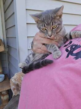 Rescue Domestic Short Hair Cats for Adoption in Burlington, Wisconsin - Little Sister | PetCurious