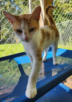 Rescue Domestic Short Hair Cats for Adoption in Crossville, Tennessee - Jellybean | PetCurious