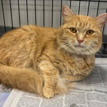 Electra -  Domestic Medium Hair Cat for Adoption in Buffalo, New York - Electra | PetCurious
