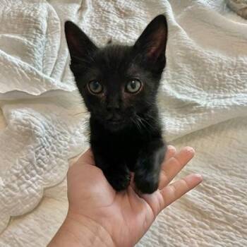 Polly Pocket -  Domestic Short Hair Cat for Adoption in Fort Worth, Texas - Polly Pocket | PetCurious