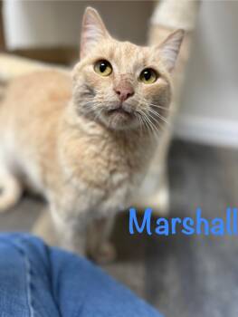 Domestic Short Hair and Tabby Cats Available for Adoption - Marshall  | PetCurious