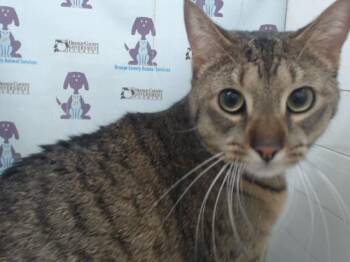 Domestic Short Hair Cats Available for Adoption in Orlando, Florida - NUGGET | PetCurious