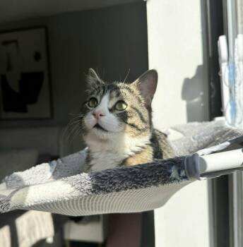Domestic Short Hair Cats Available for Adoption - Junior | PetCurious
