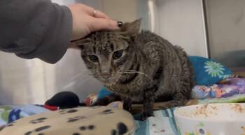 Tabby Cats Available for Adoption - Margot | PetCurious