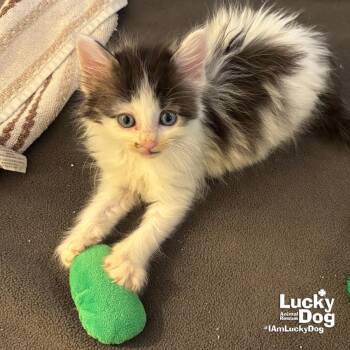 Sneaker -  Domestic Medium Hair Cat for Adoption in Washington, District Of Columbia - Sneaker | PetCurious