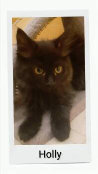 Holly -  Domestic Short Hair Cat for Adoption in Caistor Centre, Ontario - Holly | PetCurious