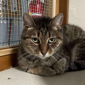 Rescue Tabby and Domestic Short Hair Cats for Adoption in Shippenville, Pennsylvania - Feisty | PetCurious