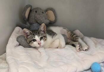 KEIKO -  Domestic Short Hair Cat for Adoption in Salinas, California - KEIKO | PetCurious