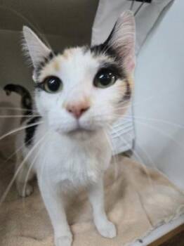 Carey -  Domestic Short Hair Cat for Adoption in Savannah, Georgia - Carey | PetCurious