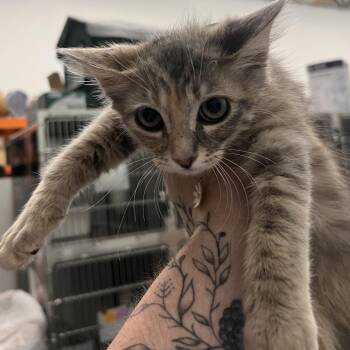 Kayda -  Domestic Medium Hair Cat for Adoption in Las Vegas, Nevada - Kayda | PetCurious