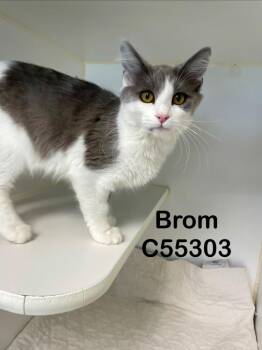 Brom -  Domestic Medium Hair Cat for Adoption in Clarksville, Tennessee - Brom | PetCurious