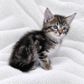 Steve -  Domestic Short Hair Cat for Adoption in Tucson, Arizona - Steve | PetCurious