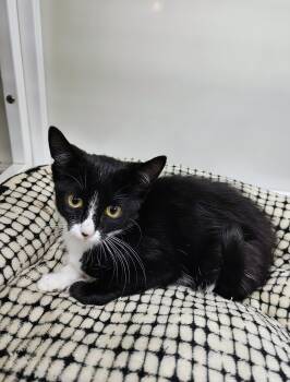Mystery -  Domestic Short Hair Cat for Adoption in Oconto, Wisconsin - Mystery | PetCurious