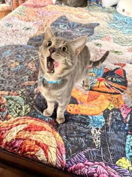 Domestic Short Hair Cats Available for Adoption - Lincoln | PetCurious