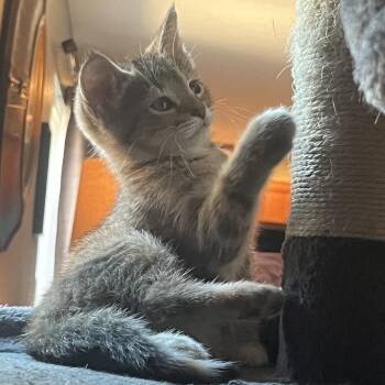 Elliot -  Domestic Long Hair Cat for Adoption in La Grange, Kentucky - Elliot | PetCurious