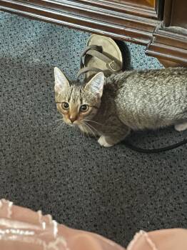 Rescue Domestic Short Hair Cats for Adoption in Johnson City, Tennessee - Elena | PetCurious