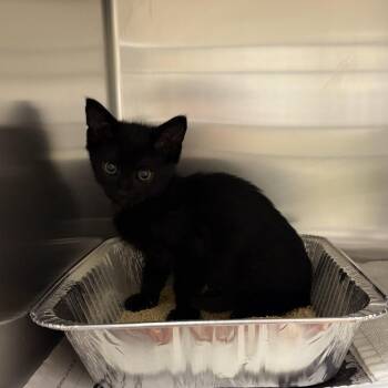 Scapegoat -  Domestic Short Hair Cat for Adoption in Asheville, North Carolina - Scapegoat | PetCurious