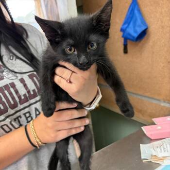 Shawn -  Domestic Short Hair Cat for Adoption in West Point, Mississippi - Shawn | PetCurious