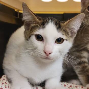 Gary -  Domestic Short Hair Cat for Adoption in Sarasota, Florida - Gary | PetCurious