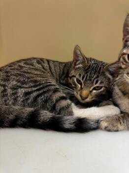 Ozzy Pawsborn -  Domestic Short Hair Cat for Adoption in Kalispell, Montana - Ozzy Pawsborn | PetCurious