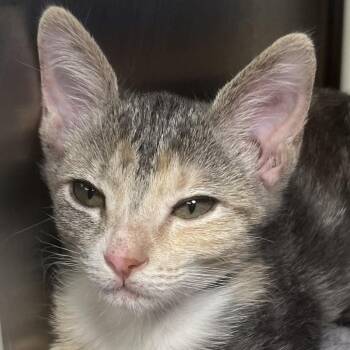 Monkey -  Domestic Short Hair Cat for Adoption in Palm Springs, California - Monkey | PetCurious