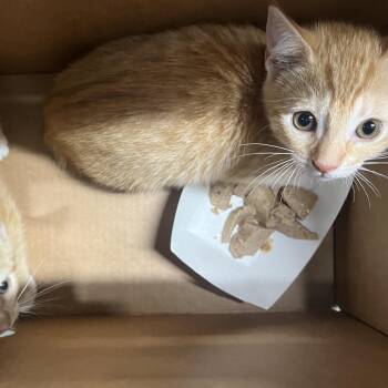 Gianni -  Domestic Short Hair Cat for Adoption in Tampa, Florida - Gianni | PetCurious