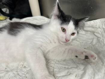 Rescue Domestic Long Hair Cats for Adoption in Bloomingdale, New Jersey - Apple Cider | PetCurious