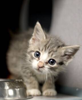 Rescue Domestic Short Hair Cats for Adoption in Fort Worth, Texas - Goopy | PetCurious