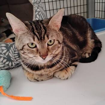 Domestic Short Hair Cats Available for Adoption in Dillsburg, Pennsylvania - Mac | PetCurious