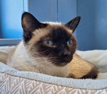 Rescue Siamese Cats for Adoption in Payson, Arizona - Muah | PetCurious
