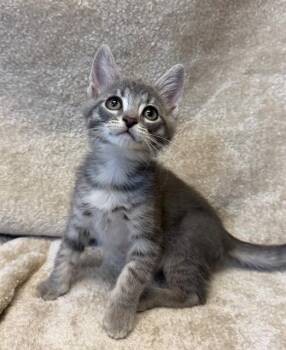 BLINKY -  Domestic Short Hair Cat for Adoption in Louisville, Kentucky - BLINKY | PetCurious