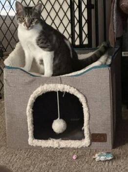 Babadook -  Domestic Short Hair Cat for Adoption in Atlanta, Georgia - Babadook | PetCurious