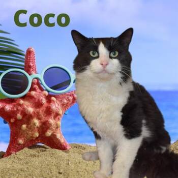 COCO -  Domestic Medium Hair Cat for Adoption in Westminster, Maryland - COCO | PetCurious