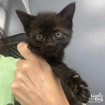 Domestic Short Hair Cats Available for Adoption in Washington, District Of Columbia - Moonpie | PetCurious
