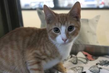 Rescue Domestic Short Hair Cats for Adoption in Brunswick, Georgia - Viper | PetCurious