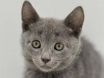 Zig Zag -  Domestic Short Hair Cat for Adoption in Portland, Oregon - Zig Zag | PetCurious