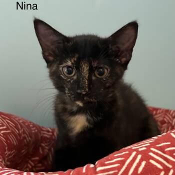 Rescue Domestic Short Hair Cats for Adoption in Cumming, Georgia - Nina | PetCurious