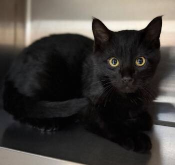 Domestic Short Hair Cats Available for Adoption - Chud | PetCurious