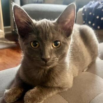 McChicken Jones 56388 -  Domestic Short Hair and Russian Blue Cat for Adoption in Eaton Rapids, Michigan - McChicken Jones 56388 | PetCurious