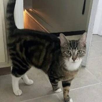 Scout -  Domestic Short Hair Cat for Adoption in Bridgeport, Connecticut - Scout | PetCurious