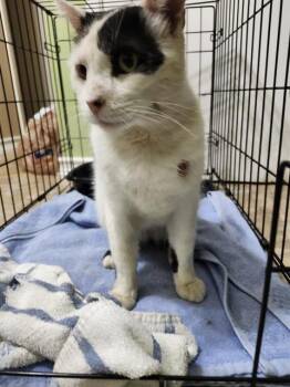 Rescue Domestic Short Hair Cats for Adoption in San Antonio, Texas - MOOCH | PetCurious