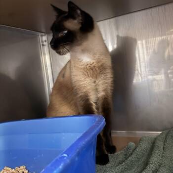 Bunny -  Siamese Cat for Adoption in Oakland, California - Bunny | PetCurious