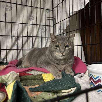 Rescue Domestic Short Hair Cats for Adoption in Warrington, Pennsylvania - Donnell | PetCurious