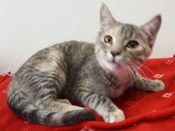 LILLY -  Domestic Short Hair Cat for Adoption in Sacramento, California - LILLY | PetCurious