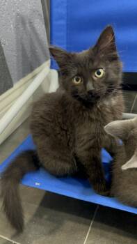 Churru -  Domestic Long Hair Cat for Adoption in Visalia, California - Churru | PetCurious