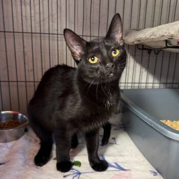 Rescue Domestic Short Hair Cats for Adoption in Puslinch, Ontario - Choco | PetCurious
